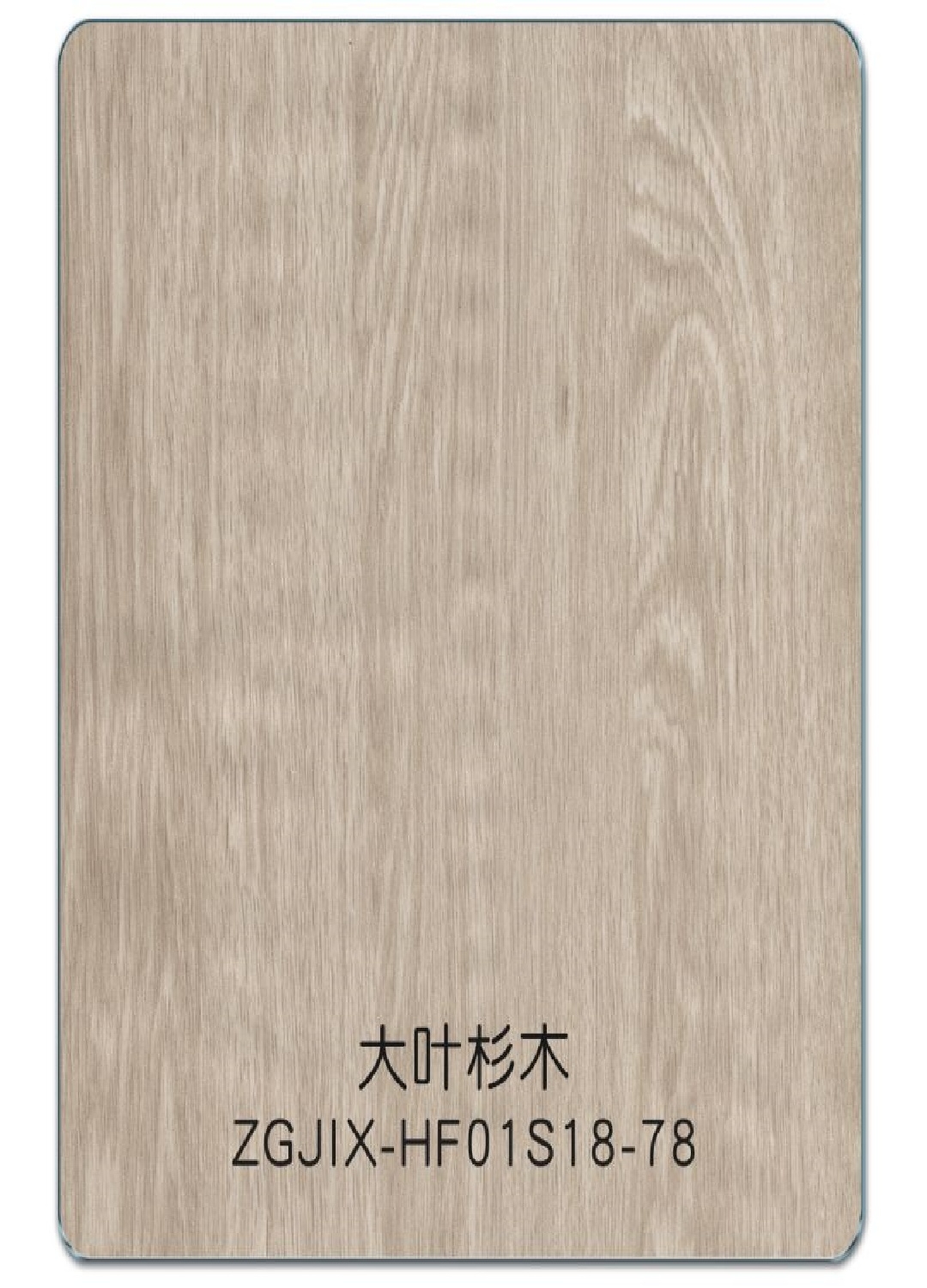 大叶杉木